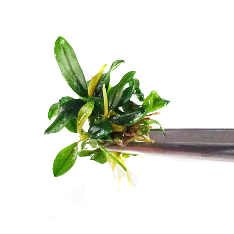 Bucephalandra sp. 'Brownie' 1szt in vitro sadzonka